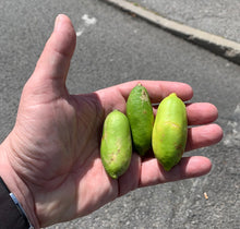 Charger l'image dans la galerie, Citron Caviar Faustrime - Finger Lime 3 pièces d'environ 30g